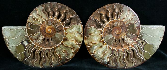 Gorgeous Cut & Polished Ammonite #6872